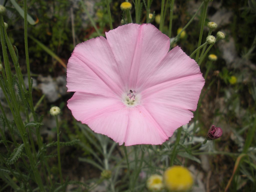 Convolvulus elegantissimus / Convolvolo elegantissimo